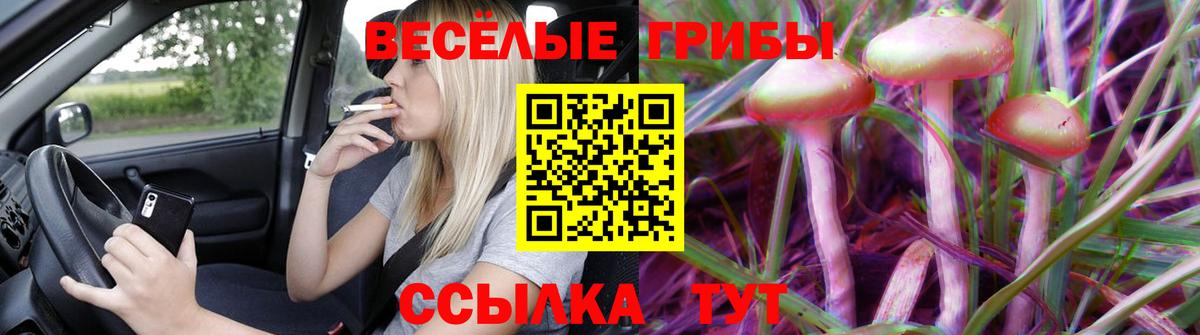 продажа наркотиков  Вход с VPN  Приморско-Ахтарск  Галлюциногенные грибы Psilocybe 